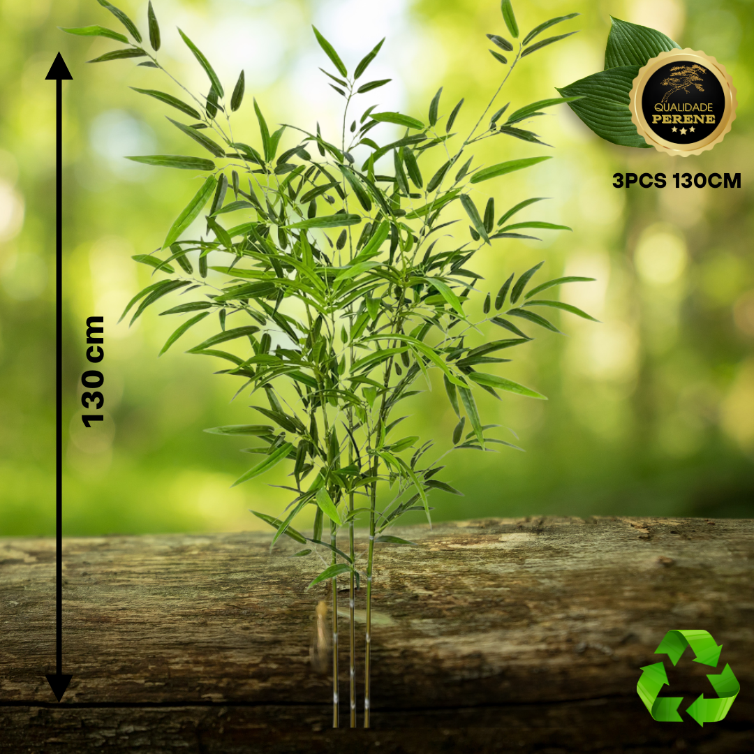 Bambu Decorativo Perene