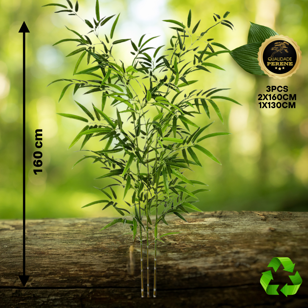 Bambu Decorativo Perene