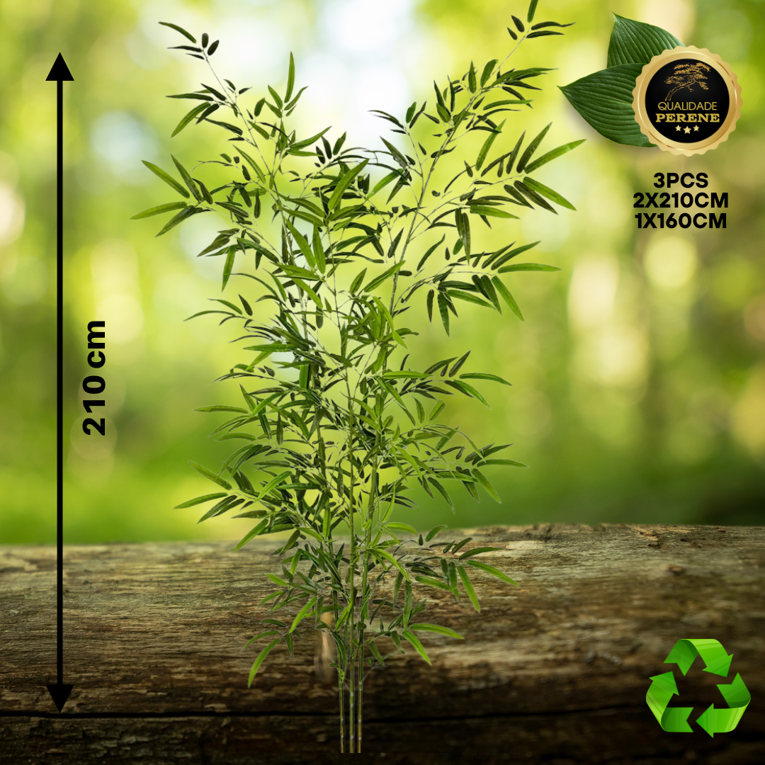 Bambu Decorativo Perene