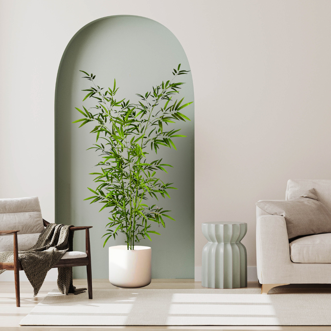Bambu Decorativo Perene