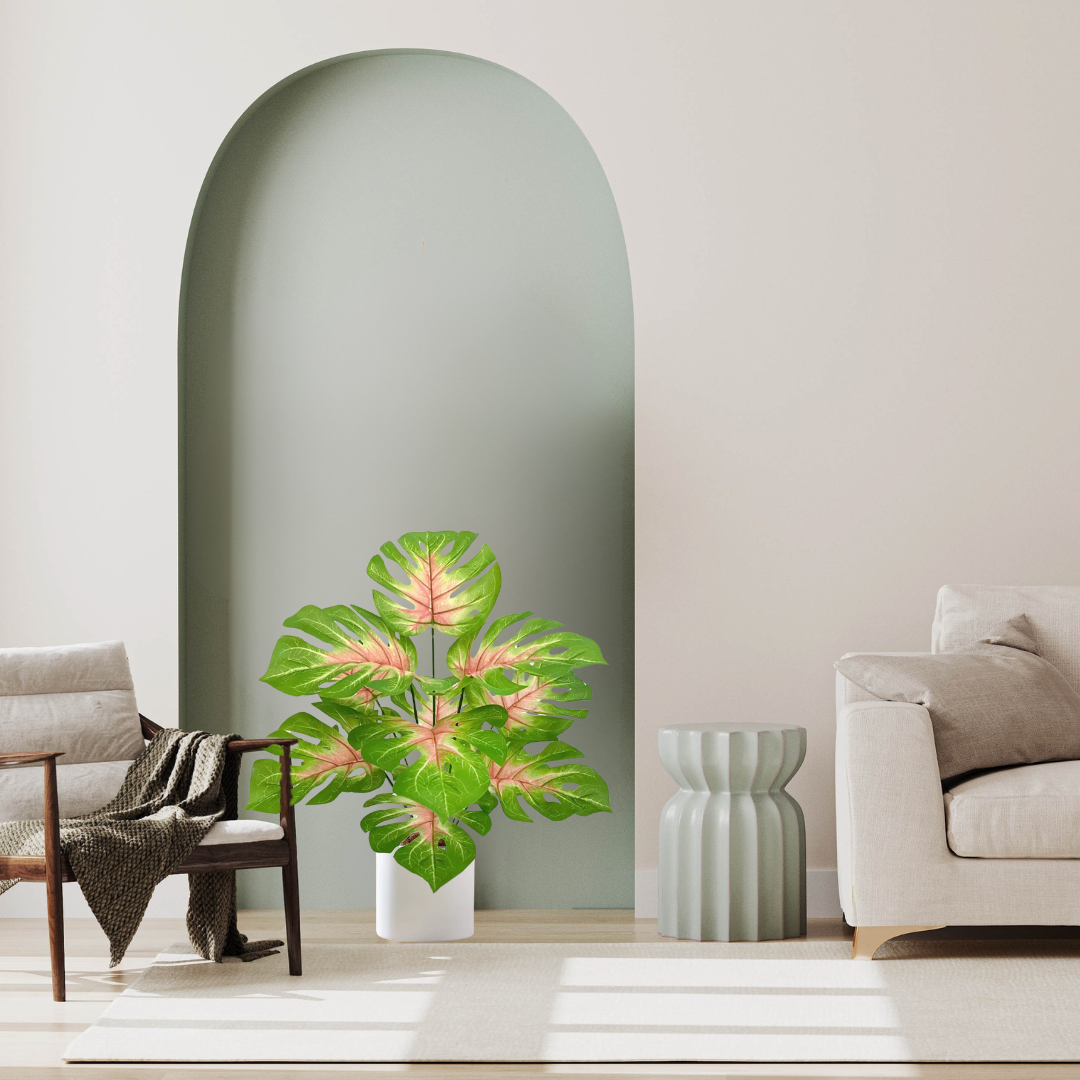 Monstera Tropical Decorativa Perene