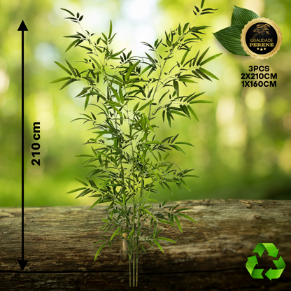 Bambu Decorativo Perene
