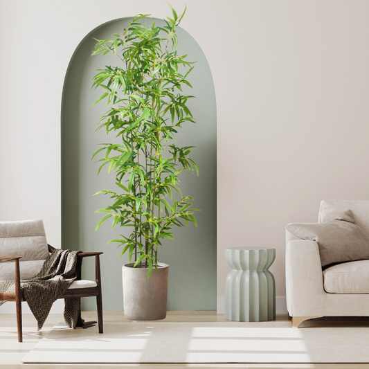 Bambu Decorativo Perene